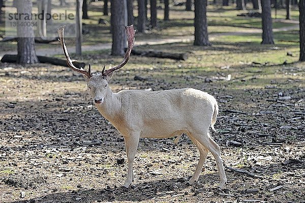 Damhirsch (Dama dama)  Albino  mit blutigem Geweih kurz nach dem Abwurf des Samtes