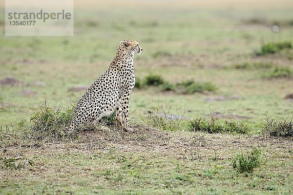 Gepard (Acinonyx jubatus) auf der Lauer in der Landschaft der Masai Mara  Kenia  Ostafrika  Afrika