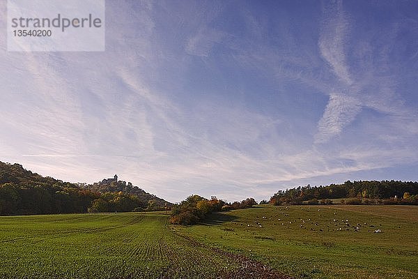 Wachsenburg und Schafe auf einer herbstlichen Weide  Gotha  Thüringen  Deutschland  Europa