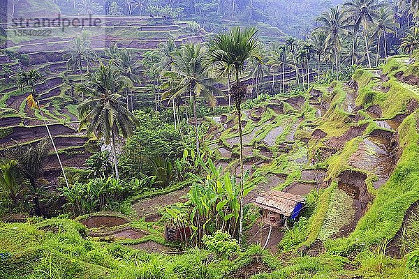 Reisterrassen bei Tegallalang  Bali  Indonesien  Asien