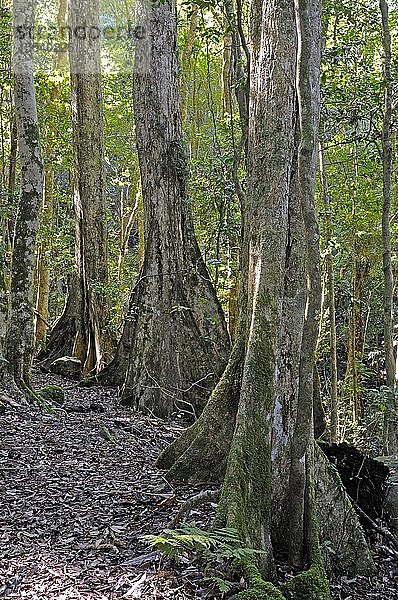 Typische Pfahlwurzeln alter Waldriesen im Lamington National Park  Australien  Ozeanien