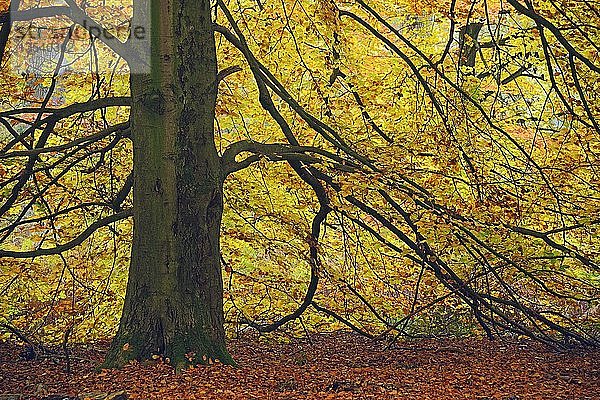 Moosbewachsener Stamm einer alten Buche (Fagus) im Herbst  Naturschutzgebiet des Urwaldes Sababurg  Hessen  Deutschland  Europa
