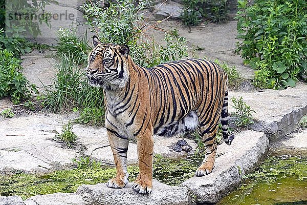 Sumatra-Tiger (Panthera tigris sumatrae)  weiblich  in Gefangenschaft  heimisch in Asien  Berlin  Deutschland  Europa