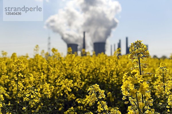 Blühendes Rapsfeld vor dem Braunkohlekraftwerk Neurath  Grevenbroich  Nordrhein-Westfalen  Deutschland  Europa