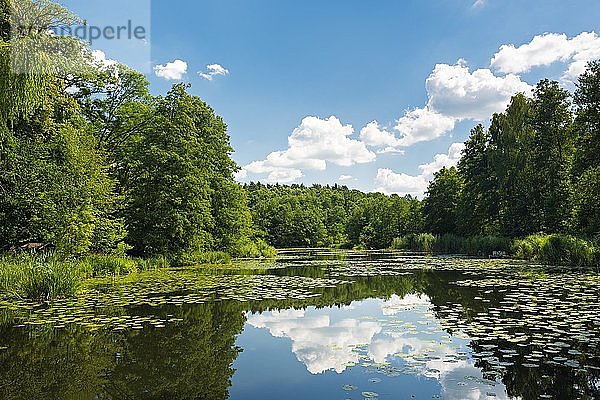 Mühlenteich mit Seerosen  Grabower Mühle  Naturpark Schlaubetal  Brandenburg  Deutschland  Europa