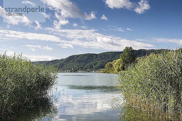 Schilf am Ufer des Bodensees bei Ludwigshafen  Bodenseekreis Baden-Württemberg  Deutschland  Europa