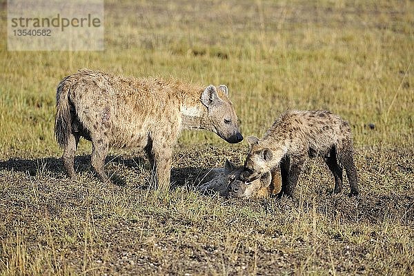 Tüpfelhyäne (Crocuta crocuta)  Familie mit Jungtieren am frühen Morgen  Masai Mara  Kenia  Afrika