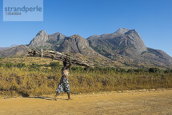 Frau mit großem Holzstapel  die Holz auf dem Kopf trägt  vor dem Berg Mulanje  Malawi  Afrika