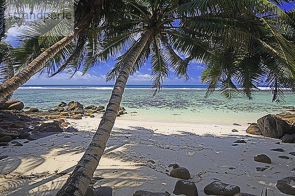 Palmenstrand Anse Baleine  Insel Mahe  Seychellen  Afrika