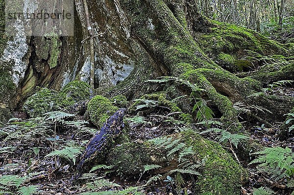 Typische Wurzeln eines riesigen Regenwaldbaums mit Farnen  Lamington National Park  Australien  Ozeanien