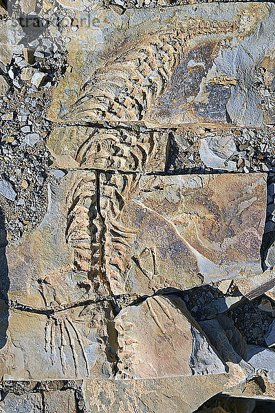 Fossil von Mesosaurus tenuidens  ausgestorbene Reptiliengattung aus dem frühen Perm  ca. 290 Millionen Jahre alt  bei Keetmanshoop  Karas Region  Namibia  Afrika