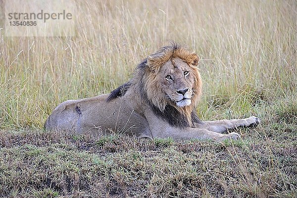 Löwe (Pathera leo)  erwachsenes Männchen  Masai Mara National Reserve  Kenia  Ostafrika  Afrika