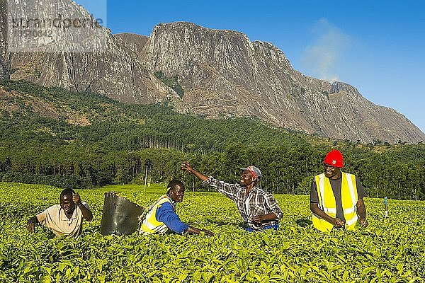 Teepflückerinnen auf einer Teeplantage am Berg Mulanje  Malawi  Afrika