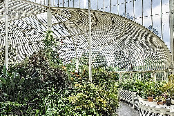 Gewächshaus von 1849  auch Curvilinear Range genannt  Botanischer Garten  Architekt Richard Turner  Innenansicht  Dublin  Irland  Europa