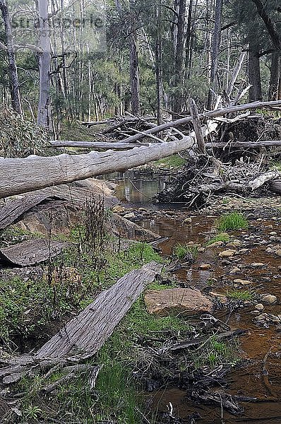 Wambelong-Fluss im Warrumbungle-Nationalpark  Australien  Ozeanien