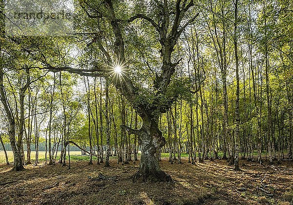 Birkenwald mit knorrigen alten Birken (Betula)  die Sonne scheint durch das Laub  Harzvorland  Sachsen-Anhalt  Deutschland  Europa