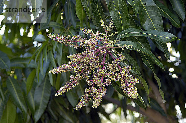 Blüten des Mangobaums  Mangifera indica  Pantanal  Brasilien