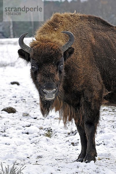 Europäischer Bison  Wisent (Bison bonasus)  Porträt