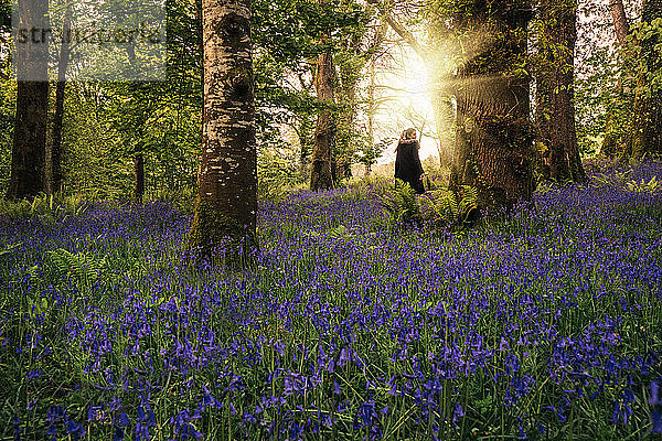 Frau beim Spaziergang in einem idyllischen Frühlingswald mit lila Wildblumen  Kerry  Irland
