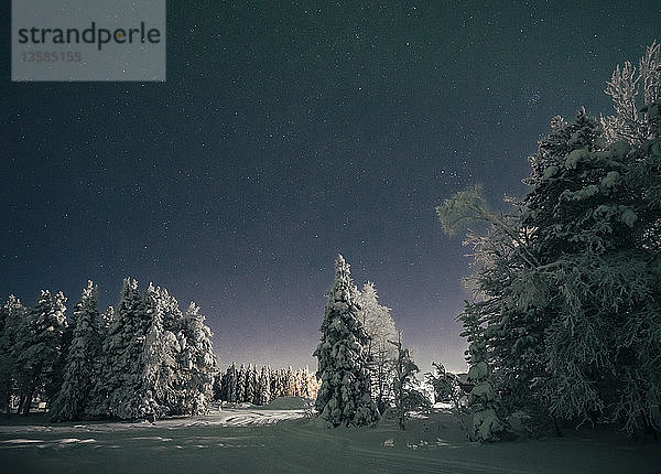 Sternenklarer Nachthimmel über idyllisch verschneiten Bäumen  Schweden