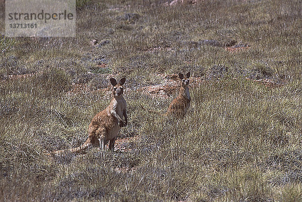 Barrow-Island-Euro  Macropus robustus isabellinus  hat eine kahle Schnauze  Barrow Island  Westaustralien