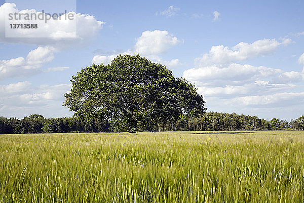 Eiche im Sommer steht in einem Getreidefeld  Iken  Suffolk  England