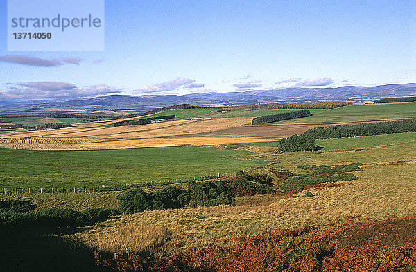 Sidlaw Hills  nahe Gallow Hill  Strathmore  Angus  Schottland