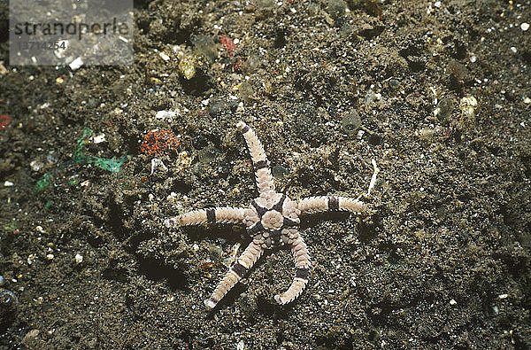 Brittlestar (Ophiolepis superba)  Tulamben  Bali  Indonesien