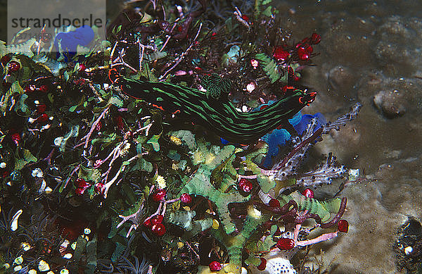 Nacktschnecke (Nembrotha kubaryana)  krabbelt über Algen und wirbellose Tiere am Riff. Tulamben  Bali  Indonesien
