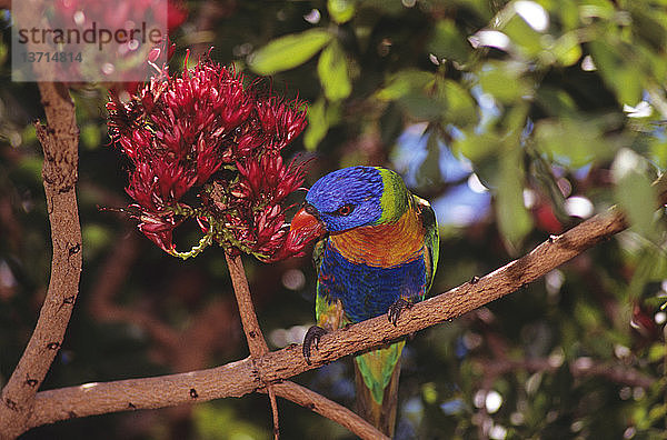 Regenbogenlorchel Currumbin Wildlife Sanctuary  Queensland  Australien