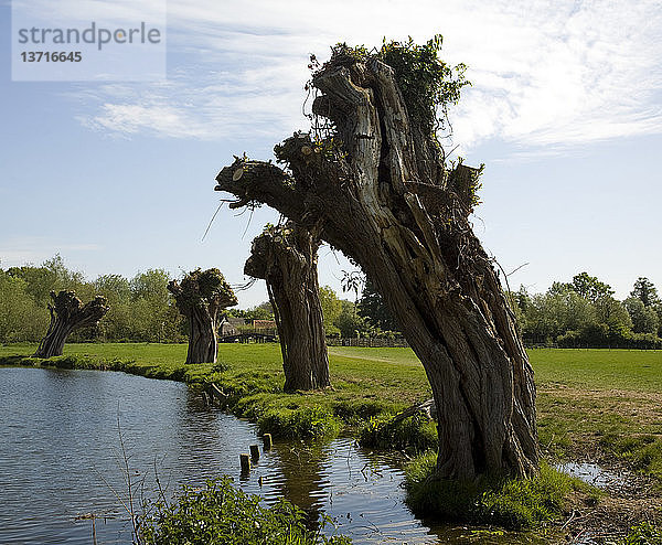 Alte Weidenbäume  die vor kurzem gefällt wurden  Fluss Stour  Dedham Vale  Grenze zwischen Essex und Suffolk  England