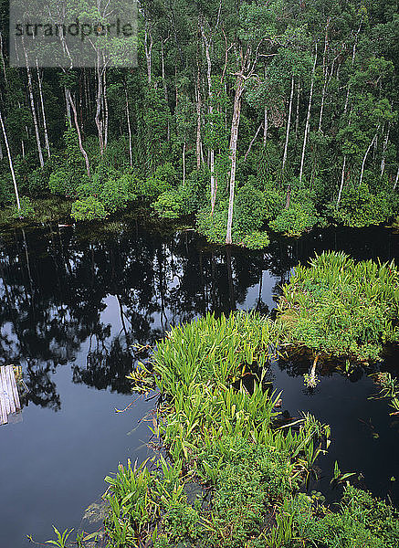 Torfsumpfwald  Tanjung-Puting-Nationalpark  Kalimantan  Indonesisch-Borneo