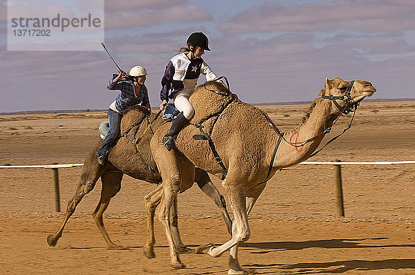 Kamelrennen  Marree  Südaustralien