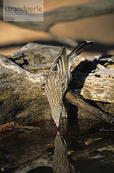 Stachelwangen-Honigfresser  Acanthagenys rufogularis  spiegelt sich im Wasserloch  während er am frühen Morgen trinkt  Arid mallee scrubland  South Australia