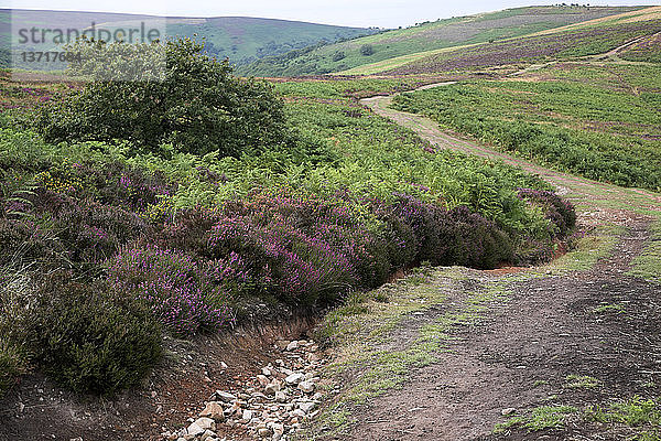 Erosion der Wanderwege. Hochgebirgslandschaft der Quantock Hills  Somerset  England