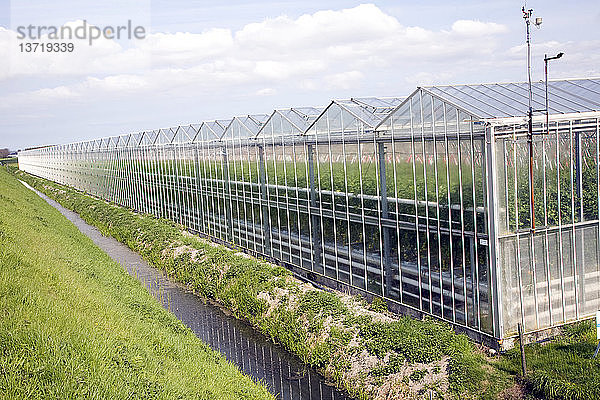 Intensiver Gartenbau mit Tomaten in Gewächshäusern  bei Schipluiden  Niederlande