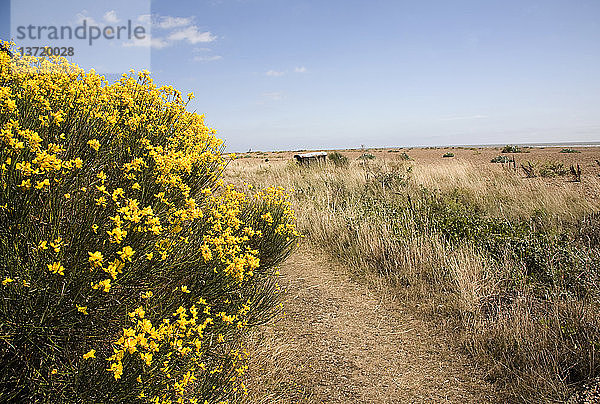 Gelbe Blüten des Ginsterstrauchs  Shingle Street  Suffolk  England