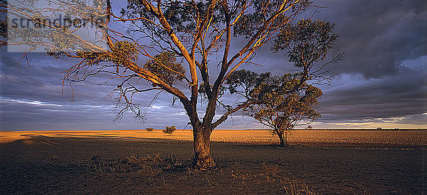 Weizenfelder in der Mallee-Region  Nordwest-Victoria  Australien