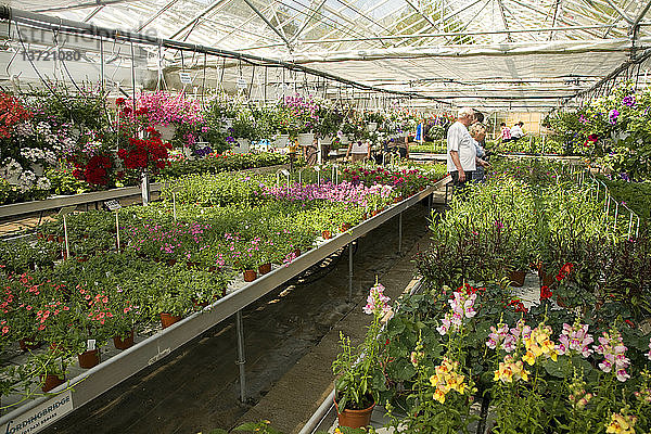 Pflanzen zum Verkauf im Gewächshaus der Gärtnerei