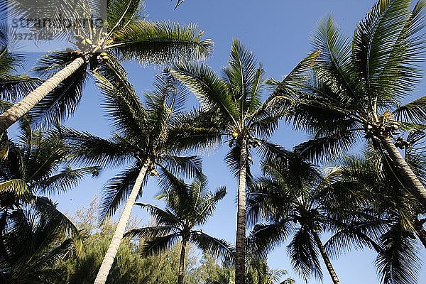 Kokosnussbäume  Senegal.
