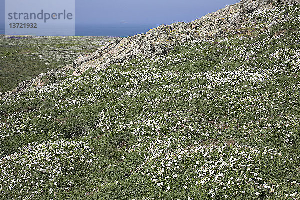 Nelkenwurz Skomer Island  Pembrokeshire  Wales