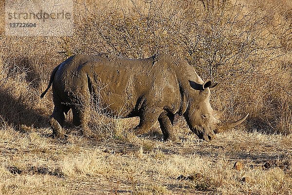 Madikwe-Wildreservat  Safari  Nashörner  Südafrika.