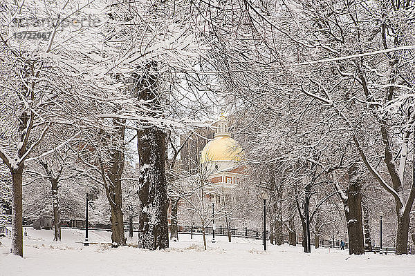 Schneebedeckte Bäume vor einem Regierungsgebäude  Boston Common  Massachusetts State Capitol  Boston  Massachusetts  USA