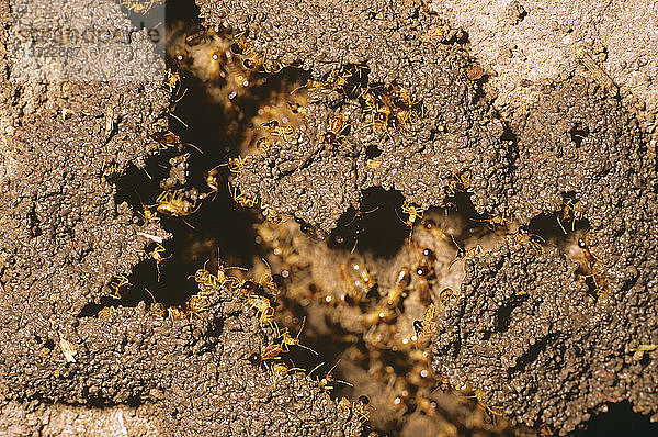 Termiten nutzen Schlamm mit Gras zur Erweiterung ihrer Behausung  Australien
