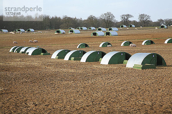 Metallställe für die Schweinehaltung im Freien  Butley  Suffolk  England