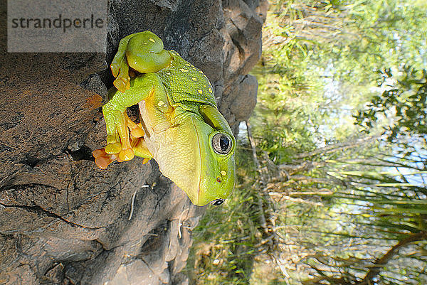 Prachtvoller Laubfrosch  Mornington Wildlife Sanctuary  zentrale Kimberley  Westaustralien