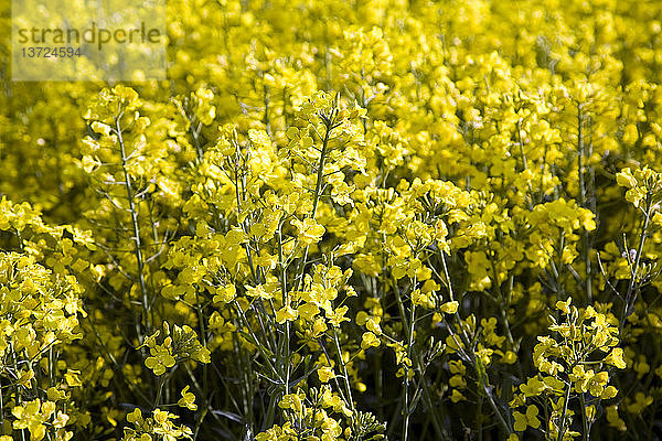 Gelbe Blüten von Ölraps auf einem Feld  Suffolk  England