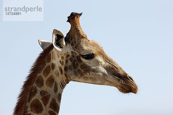 Madikwe Wildreservat  Safari  Giraffe  Südafrika.
