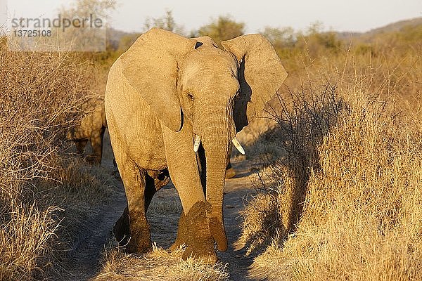 Madikwe Wildreservat  Safari  afrikanische Elefanten  Südafrika.