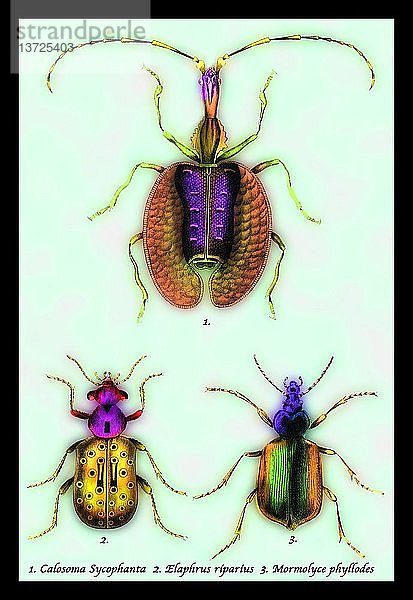 Käfer: Calosoma Sycophanta  Elaphrus Raperius et al. #1 1830
